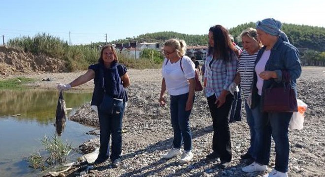 Kedilerin ölümünden sonra sahilde balon balığı aradılar