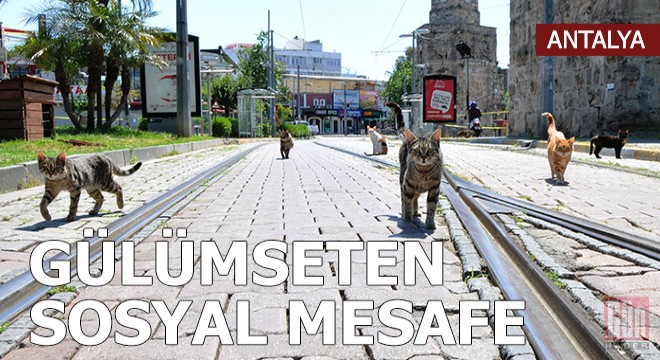 Kedilerin sosyal mesafe kuralı gülümsetti