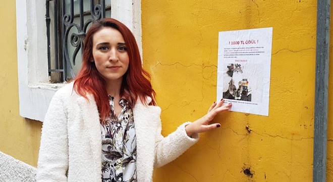 Kedisi 'Mathilda'yı bulana 1000 TL ödül verecek