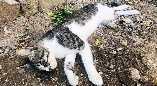 Kedisini tüfekle vurulmuş halde ölü buldu