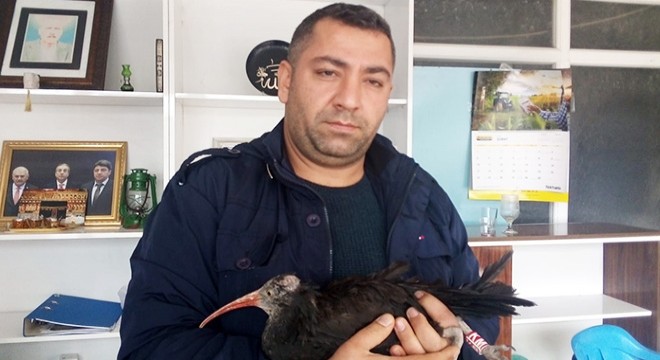 Kelaynak, köpek saldırısından kurtarıldı