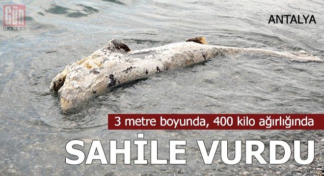 Kemer'de sahile köpek balığı ölüsü vurdu