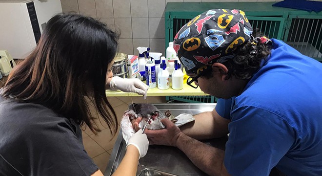 Kemer'de yaralı güvercin tedaviye alındı