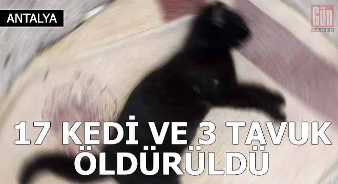 Kemer de 17 kedi ve 3 tavuk zehirlenerek öldürüldü