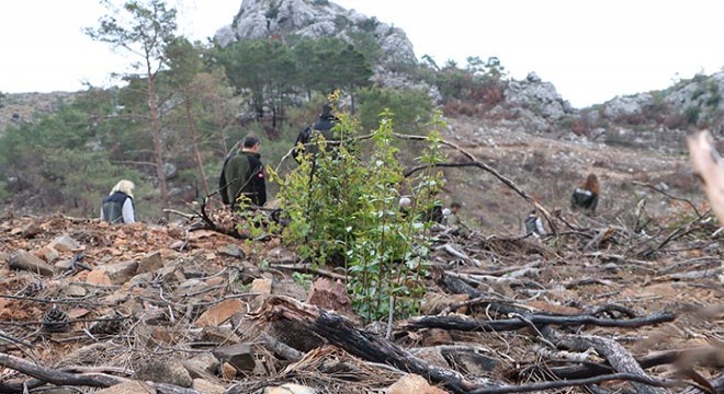 Kemer de yanan orman yeniden filizleniyor