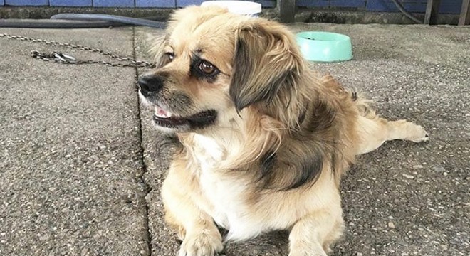 Kendilerine havlayan 2 köpeği ve sahibini bıçakladılar
