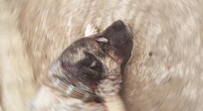 Kendisine saldıran köpeği baltayla yaraladı