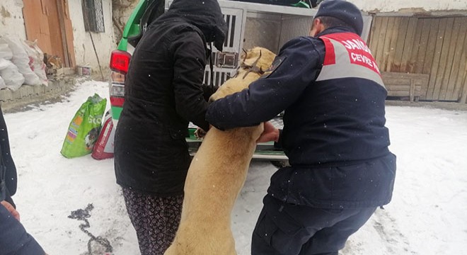 Kendisine havladı diye köpeği tüfekle vurdu