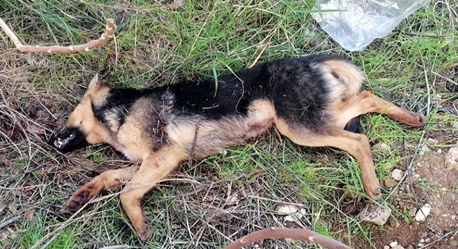 Kendisine saldırdığını öne sürdüğü köpeği öldürdü