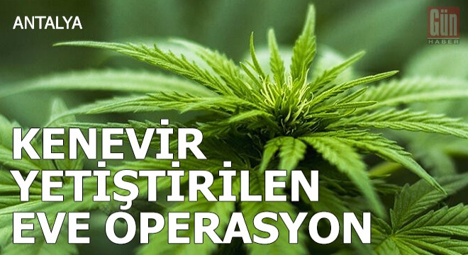 Kenevir yetiştirilen eve polis operasyonu: 1 gözaltı