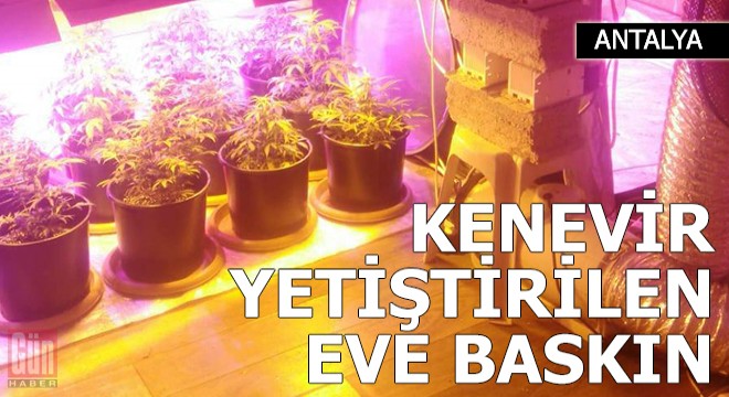 Kenevir yetiştirilen eve baskın