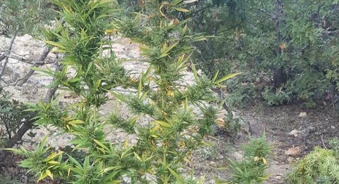 Kenevirleri çapalarken suçüstü yakalandı