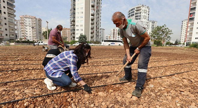 Kent merkezine mısır ektiler