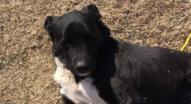 Kepez Belediyesi enkazdan kurtardığı köpeği sahiplendi