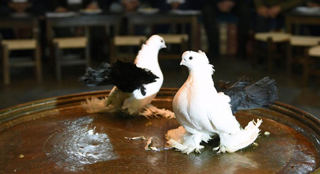 Kepez'e kuş pazarı