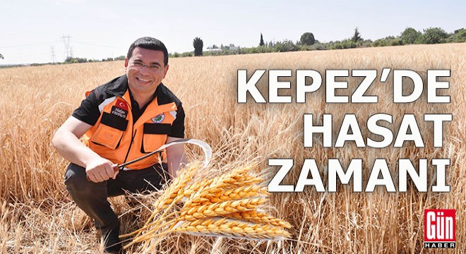 Kepez'in buğday tarlalarında hasat zamanı