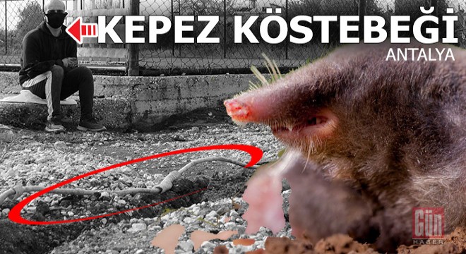 Kepez'in köstebeği suçüstü yakalandı