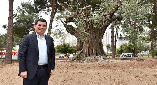 Kepez kocaman bir zeytin bahçesi oluyor