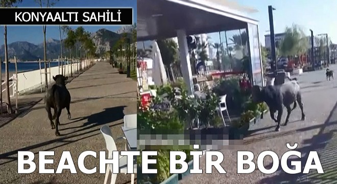 Kesime götürülen kurbanlık boğa, sahile kaçtı
