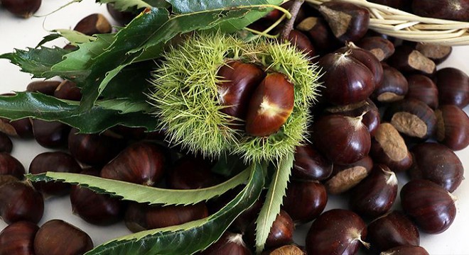 Kestane toplamaya gittiği ormanda kalp krizinden öldü