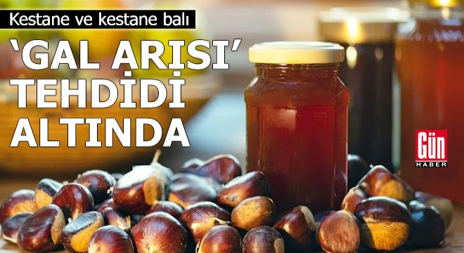 Kestane ve kestane balı 'Gal arısı' tehdidi altında