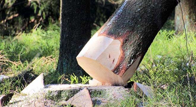 Kestiği ağaç babasının ölümüne neden oldu