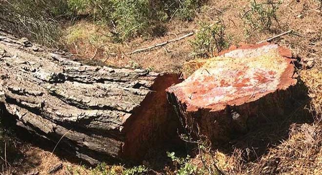 Kestiği ağacın altında kalarak hayatını kaybetti