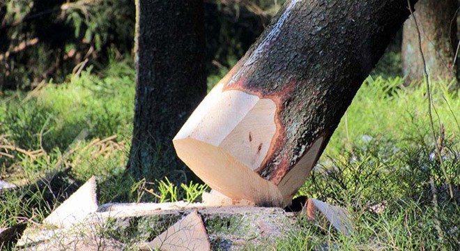 Kestiği ağacın altında kalıp, hayatını kaybetti