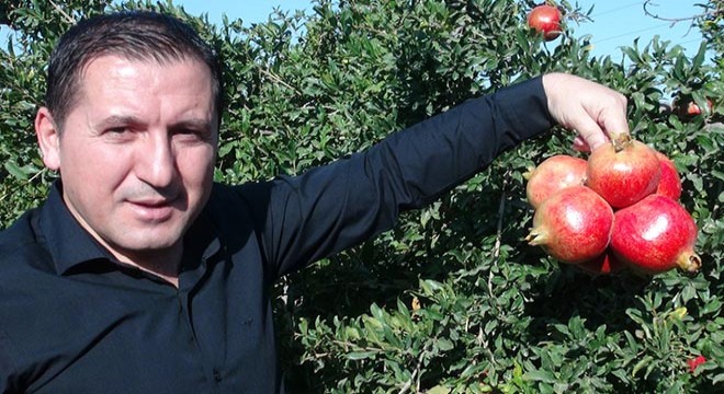 Kilis’te, nar hasadına başlandı