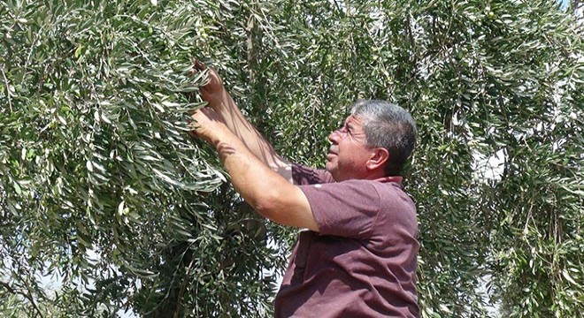 Kilis te soğuk zeytinyağı hasatı başladı