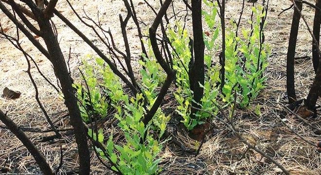 Kilis’te, yangın sonrası dikilen fidanlar filizlendi