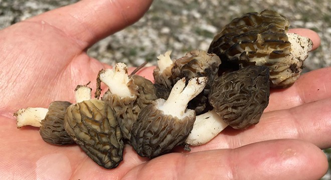 Kilosu 100 lira olan kuzugöbeği mantarı topluyorlar