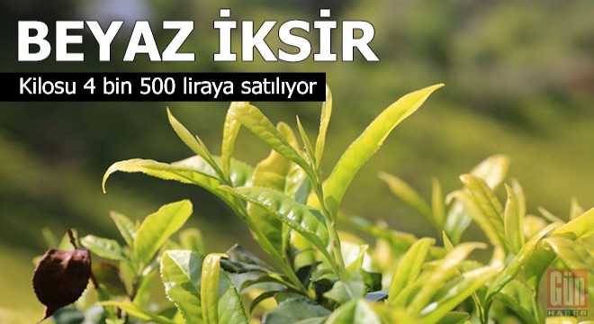 Kilosu 4 bin 500 liraya satılıyor...