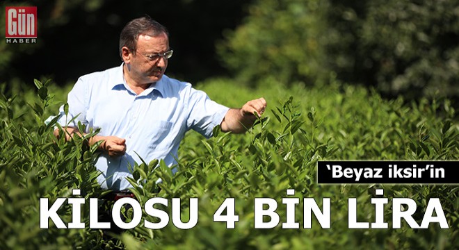 Kilosu 4 bin TL'ye satılan beyaz çay, pandemide tükendi