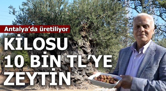 Kilosu 10 bin TL ye zeytin...