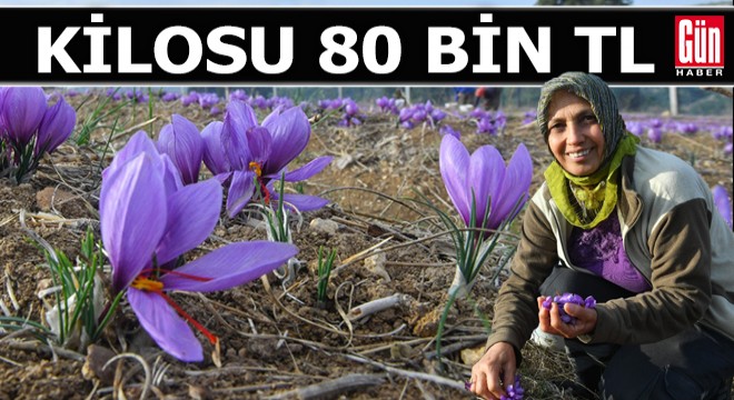 Kilosu 80 bin TL yi bulan bitkinin hasadı yapıldı