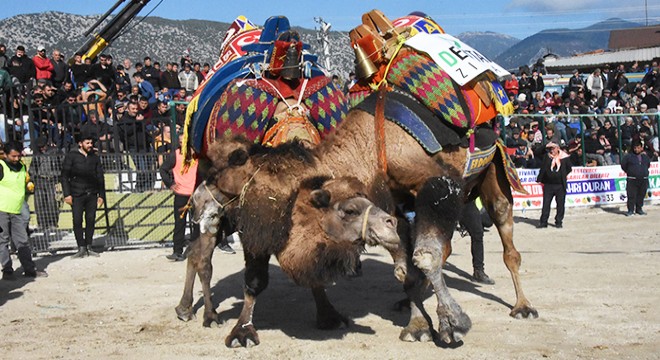 Kınıkspor Deve Güreşi Festivali başlıyor