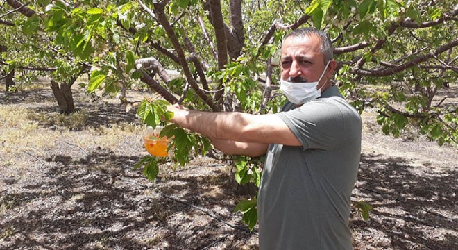 Kiraz bahçelerine Akdeniz meyve sineği tuzağı