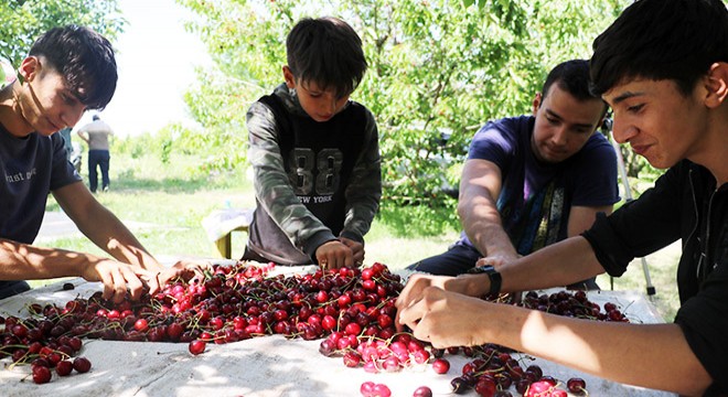 Kiraz bahçelerinin çocuk işçileri