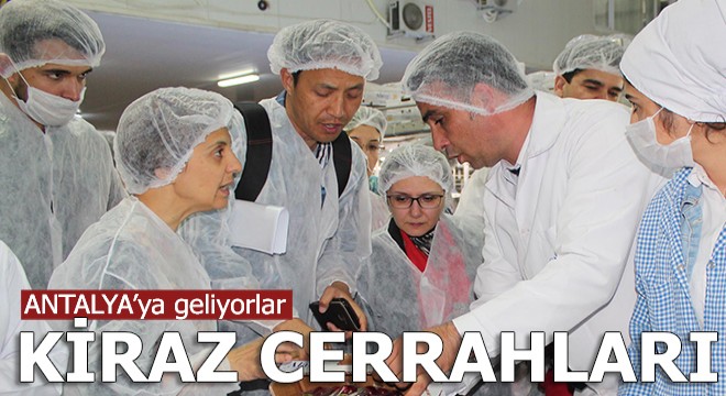 Kirazın cerrahları Antalya yolunda