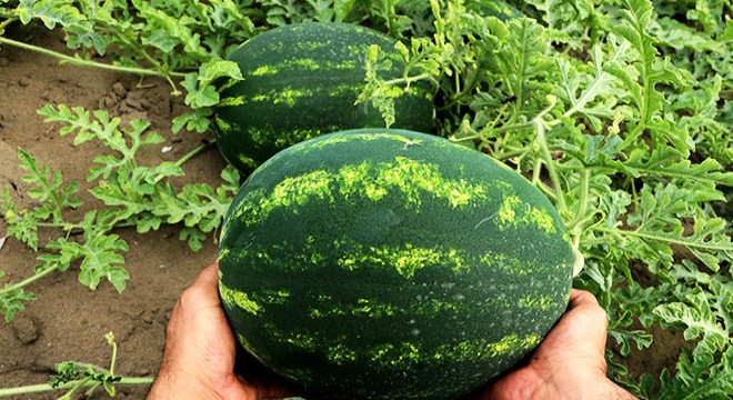 Kırıma hazırlanılan karpuzda, 'koronavirüs' tehdidi