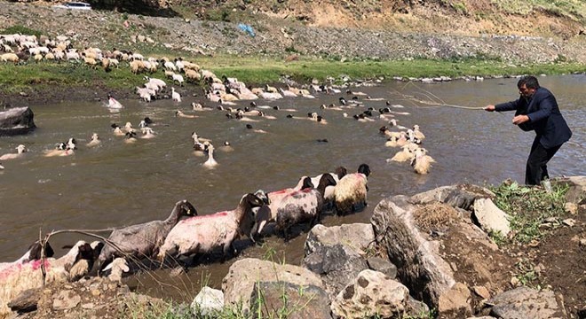 Kırkılan koyunları Kars Çayı'nda yıkadılar