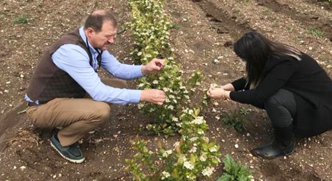 Kırklareli nde aronia üretimi artıyor