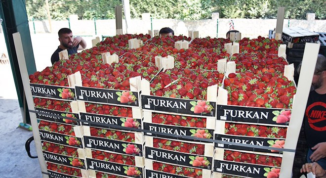 Kırmızı elmas da ihracat dönemi başladı