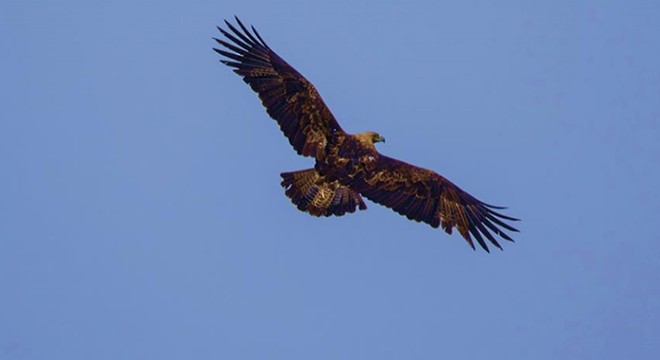 Kırmızı listedeki  şah kartal  gözlem altında