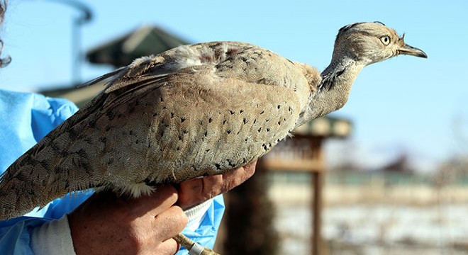 Kırmızı listedeki yaralı yakalı toy, Van da tedavi altına alındı