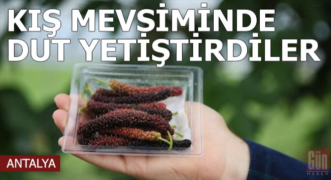Kış mevsiminde dut yetiştirdiler