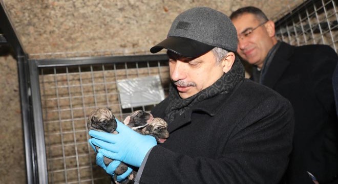Kış mevsiminde köpekler Pati Köy ile hayata tutundu