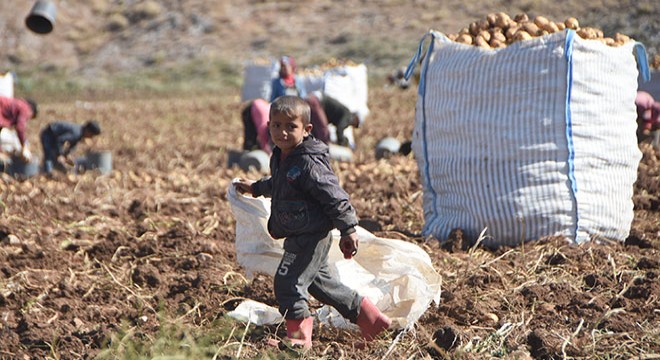Kışa dayanıklı patatesin hasadı başladı
