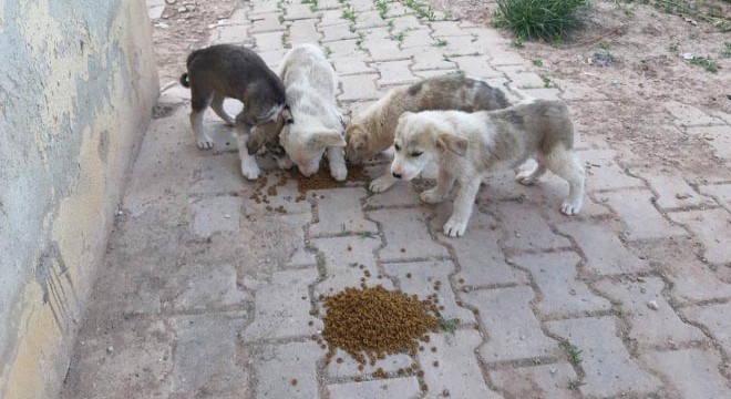 Kısıtlamada sokak hayvanları unutulmadı